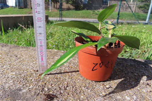 Hoya allg. – Bild 2