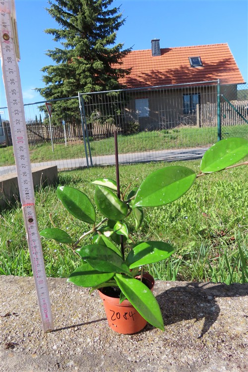 Hoya allg. – Bild 2