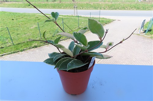 Hoya carnosa Krimson Queen – Bild 2