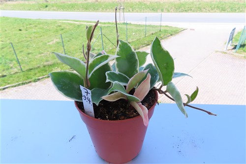 Hoya carnosa Krimson Queen – Bild 2