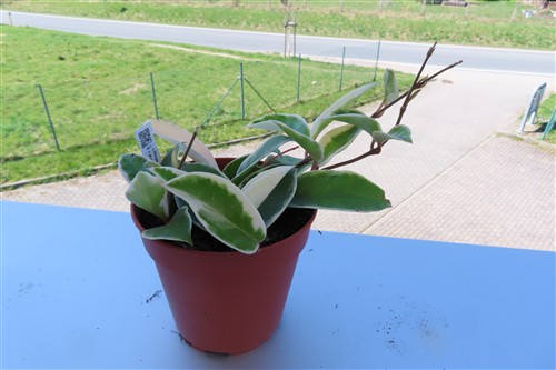 Hoya carnosa Krimson Queen – Bild 2