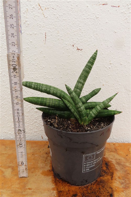 Sansevieria boncel – Bild 2