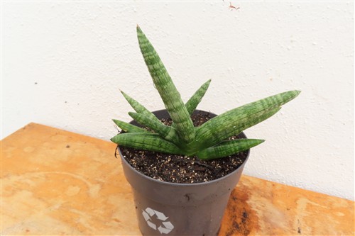 Sansevieria boncel – Bild 3