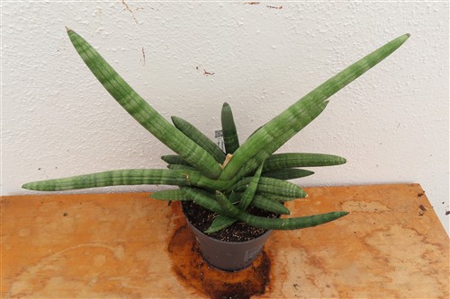 Sansevieria boncel – Bild 2