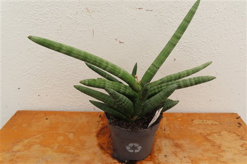 Sansevieria boncel – Bild 3