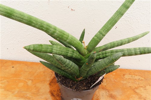 Sansevieria boncel – Bild 4