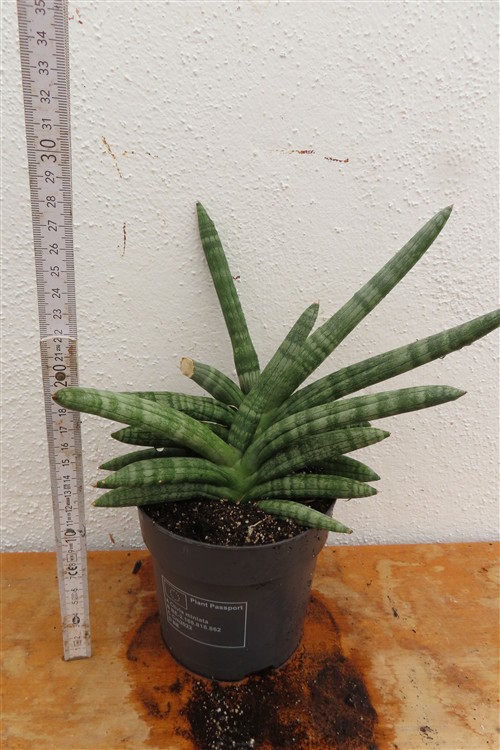 Sansevieria boncel – Bild 3