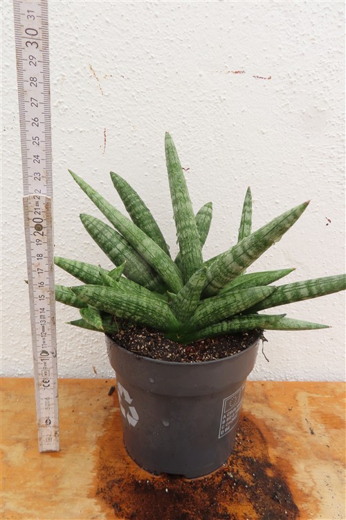 Sansevieria boncel – Bild 2