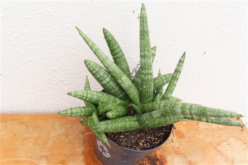 Sansevieria boncel – Bild 3