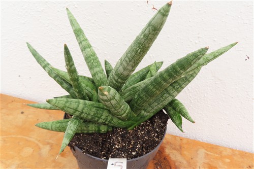 Sansevieria boncel – Bild 4