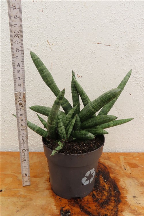 Sansevieria boncel – Bild 2