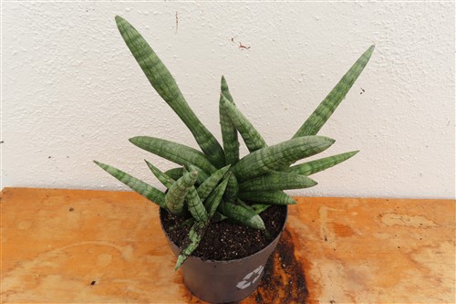 Sansevieria boncel – Bild 3
