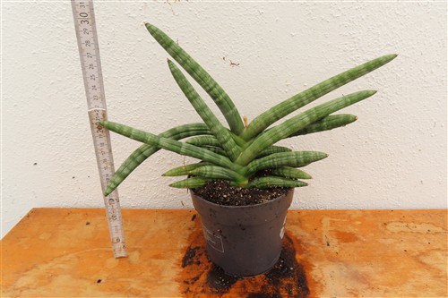 Sansevieria boncel – Bild 2