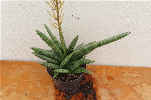 Sansevieria boncel – Bild 2