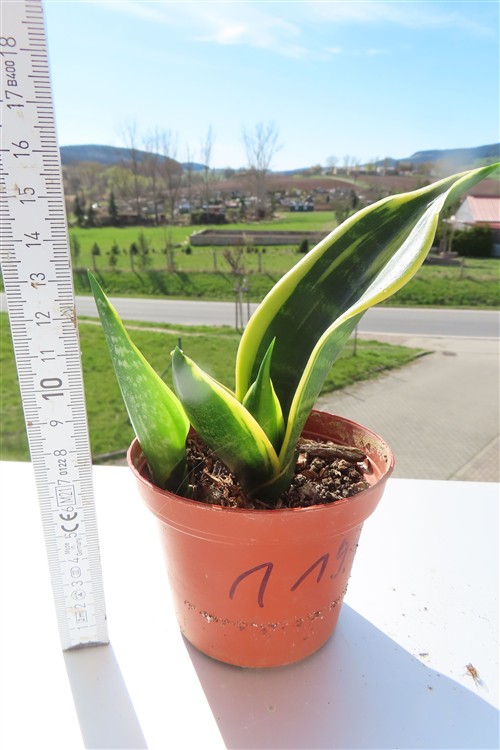 Sansevieria Golden Flame – Bild 3