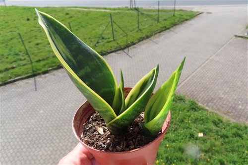 Sansevieria Golden Flame – Bild 2