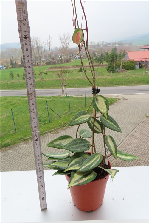 Hoya macrophylla pot of gold – Bild 2