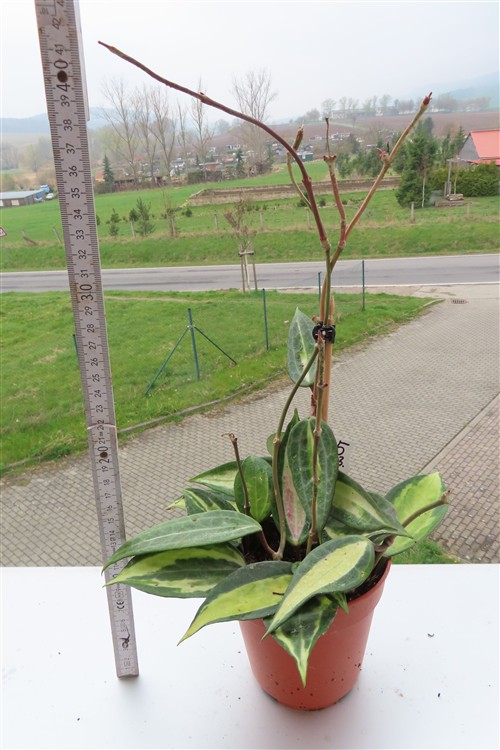 Hoya macrophylla pot of gold – Bild 2