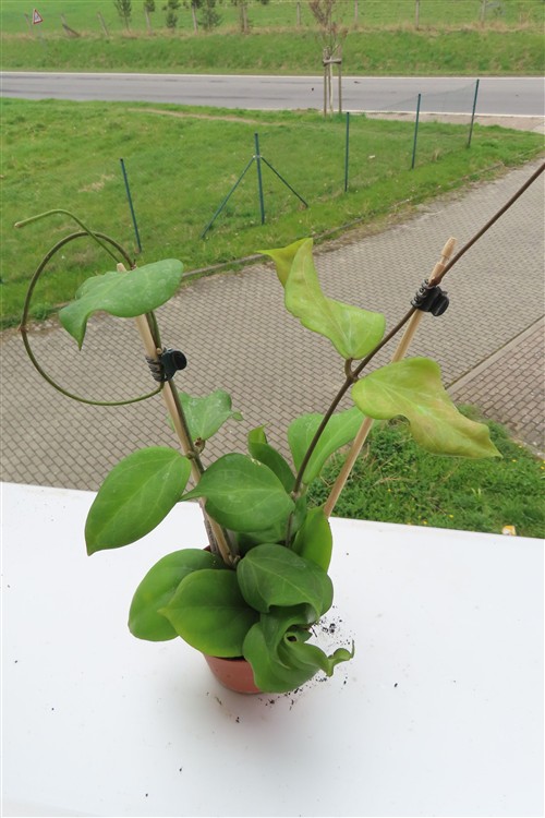 Hoya chuniana – Bild 2