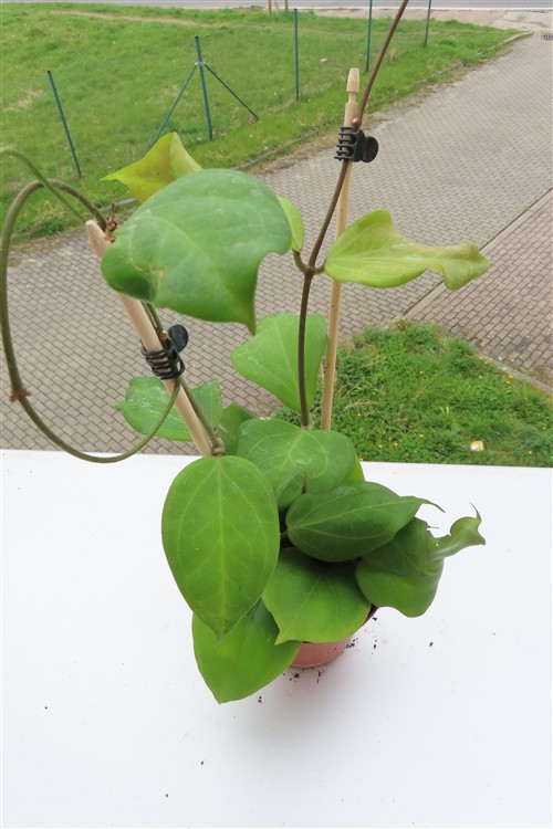 Hoya chuniana – Bild 3
