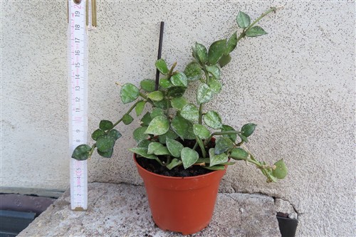 Hoya krohniana Splash – Bild 2