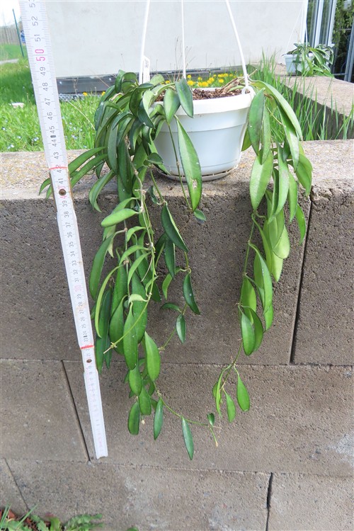 Hoya wayetii – Bild 2