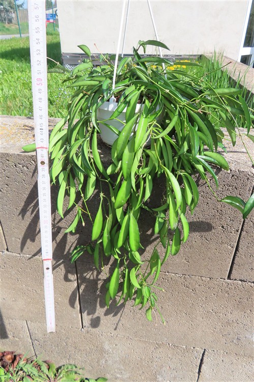 Hoya wayetii – Bild 2