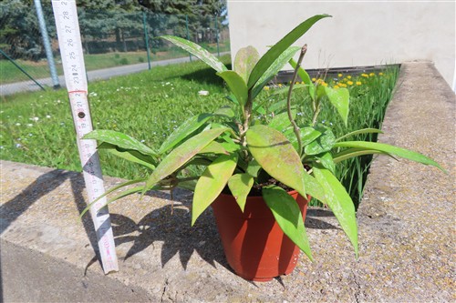 Hoya pubicalix splash Silver Spot – Bild 3
