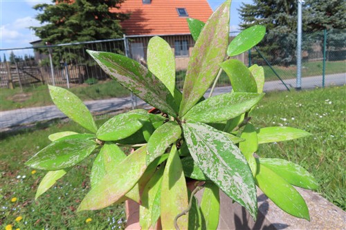 Hoya pubicalix splash Silver Spot – Bild 2