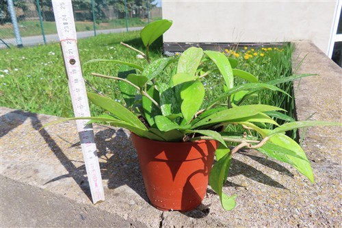 Hoya pubicalix splash Silver Spot – Bild 3