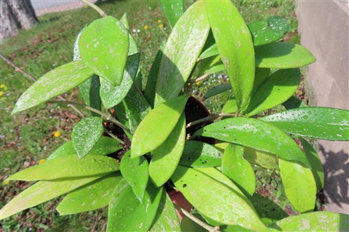 Hoya pubicalix splash Silver Spot – Bild 2
