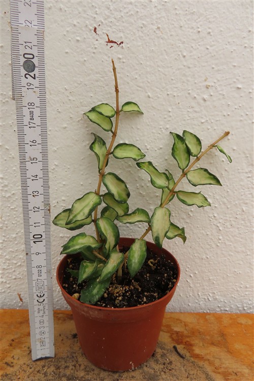 Hoya sp. Bruno – Bild 2