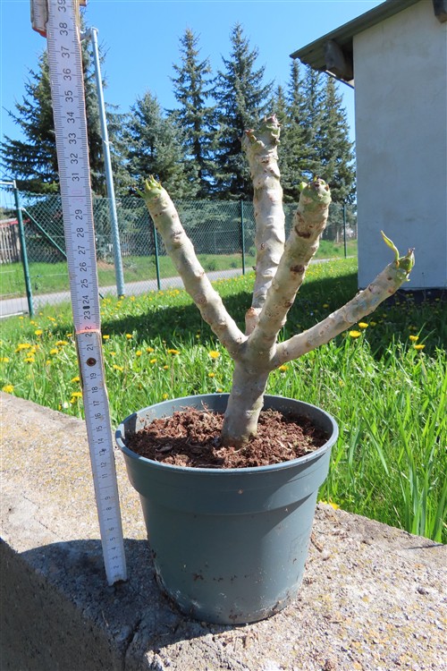 Plumeria Dwarf – Bild 3