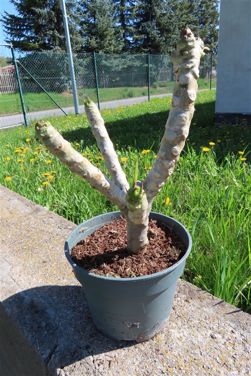 Plumeria Dwarf – Bild 2