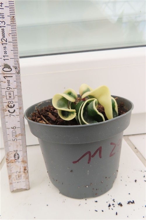 Hoya carnosa compacta regalis – Bild 2