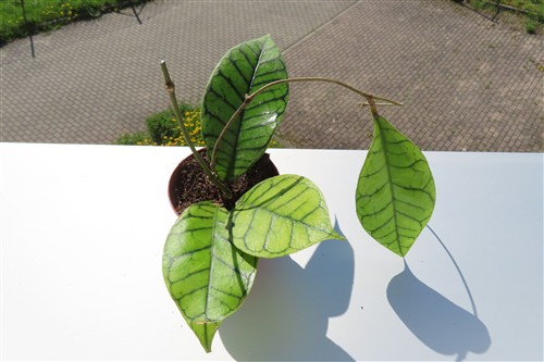 Hoya callistophylla – Bild 2