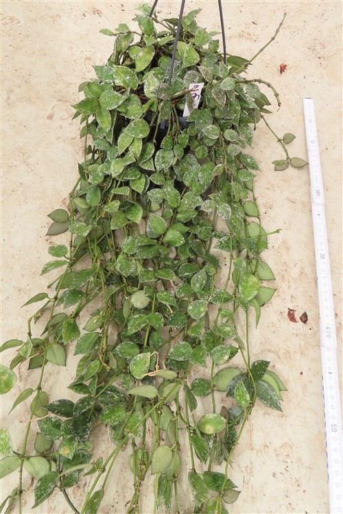 Hoya krohniana Splash – Bild 3
