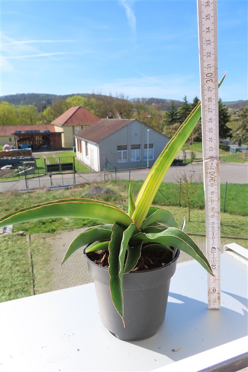 Sansevieria star canary variegata – Bild 4