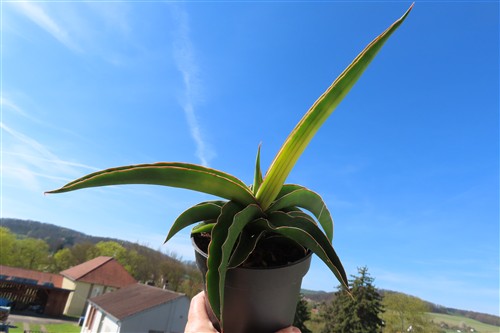 Sansevieria star canary variegata – Bild 3