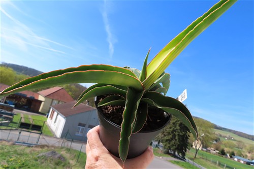Sansevieria star canary variegata – Bild 2