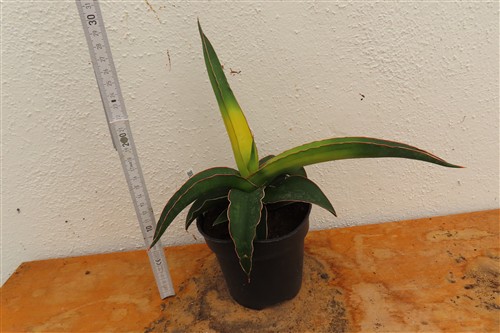 Sansevieria star canary variegata – Bild 3