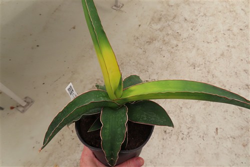 Sansevieria star canary variegata – Bild 2