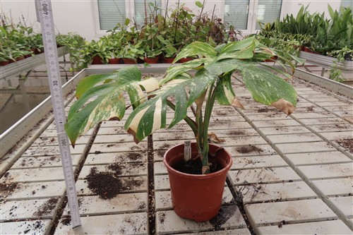 Monstera Delicosa variegata – Bild 2