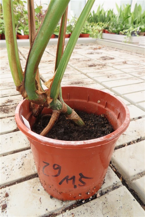 Monstera Delicosa variegata – Bild 3