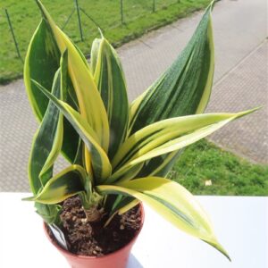 Sansevieria Golden Flame