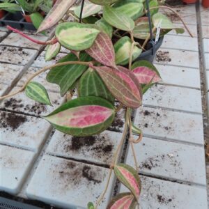 Hoya macrophylla pot of gold