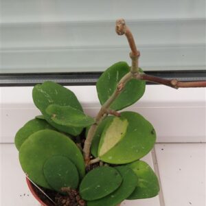 Hoya obovata variegata