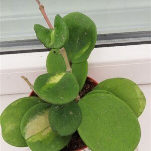 Hoya obovata variegata