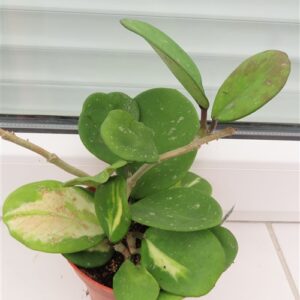 Hoya obovata variegata
