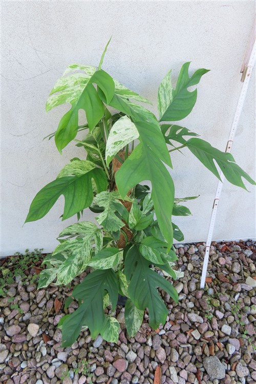 Epipremnum pinnatum marble variegata